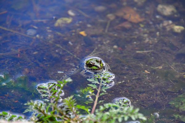 Closeup on a frog chilling in the water.