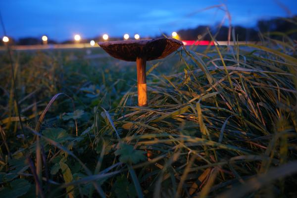 Long-ish exposure on a mushroom at night.